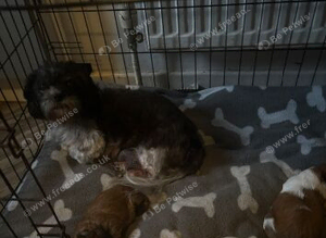 Shih Tzu pups
