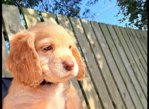 KC Registered Cocker Spaniel