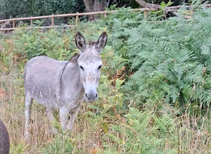 16 yr old jenny donkey in foal