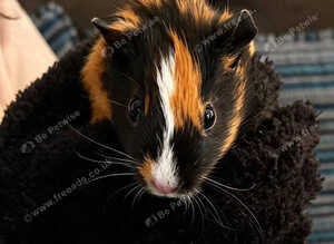 2 boar guinea pigs