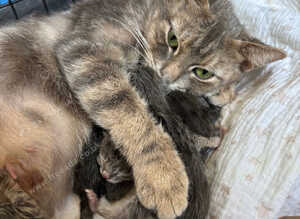 6 beautiful kittens for sale