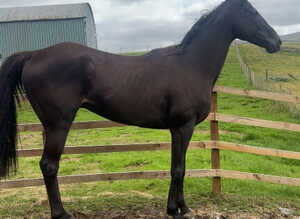 Fostered Phil