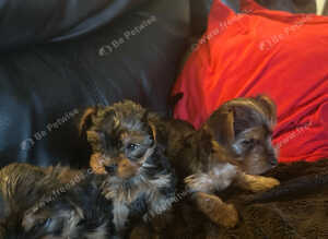 Yorkshire Terrier cute puppies