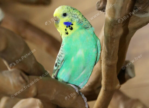 Budgies Pairs available,12