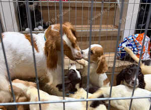 Gorgeous Spaniels