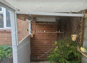 Zebra finches and bengalese for sale