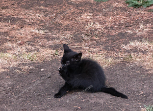 Kittens