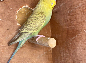 Young budgies