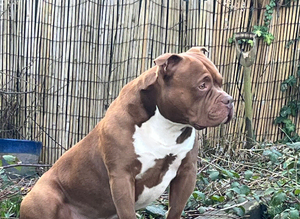 Pocket bully stud