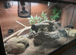 Royal python rehome 14 years full set up