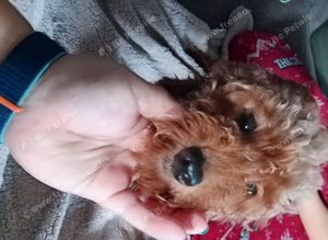 Amazing cockapoo