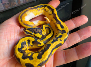 Enchi pastel pied het clown royal python male
