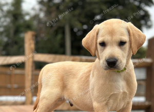 Labrador pups