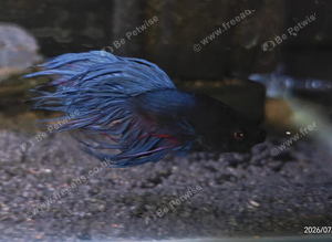 Betta Males &pound;20, females &pound;10, pairs &pound;25