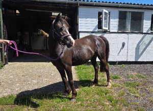 Section C 3yr Old Filly