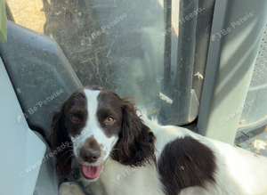 Cocker spaniel stud dog available.