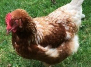 Point of lay chickens for sale - Leatherhead, Surrey