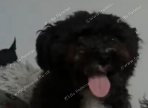 bichon x yorkshire terrier