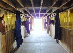 Equestrian yard wanted