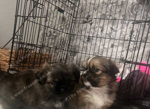 Shih Tzu's cross Pekingese