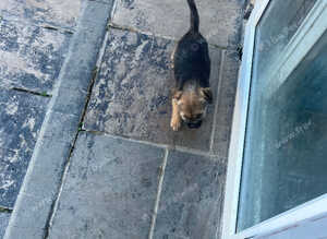 Border terrier