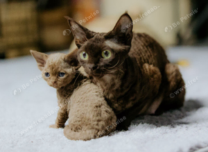 GCCF Devon Rex Kittens