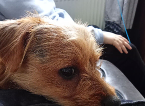 Terrier dashound russel