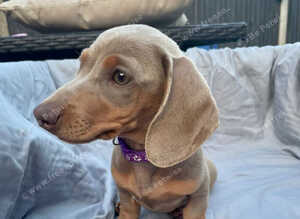 LAST Miniature Dachshund Puppy Ready for Their Forever Homes!