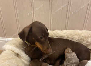 Miniature dachshund puppies