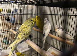Budgies