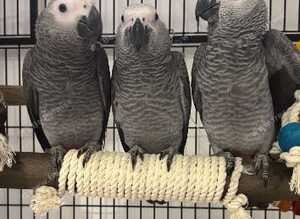 Beautiful 6-Month-Old African Grey Parrots Looking for Loving Homes