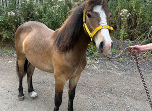 Nice well handled colt