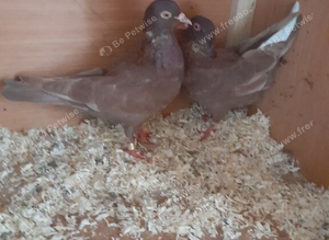6 pigeons
