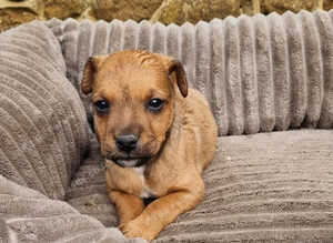 Patterjack pup last boy