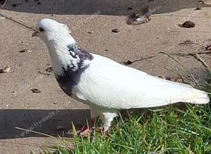 Irani pigeon