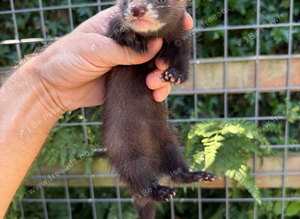 Semi angora dark sable Jill ferret