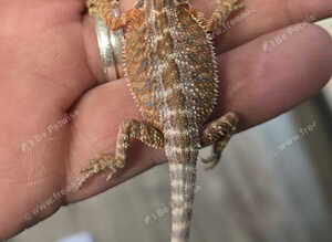 Stunning Red Monster Bearded Het / Hypos