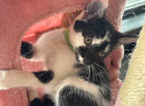 Playful Kittens
