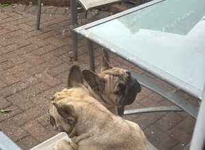 French Bulldog Boy and Girl