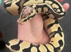Super Pastel Desert Ghost 3yo (F)
