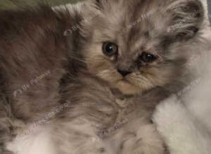 6 pure doll face persians ready now