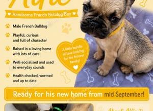 BEAUTIFUL KC FRENCH BULLDOG PUPPIES