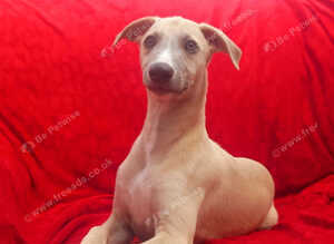 Two top quality KC registered fawn male pups available.