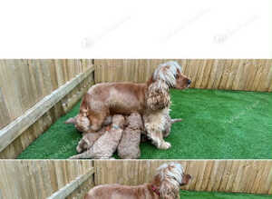F1 Cockapoo Puppies