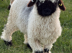 Absolutely Gorgeous Valais Blacknose Ram lambs
