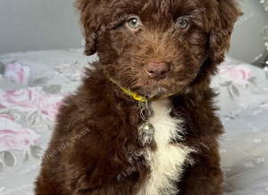 Aussiedoodle F1 Health Tested Parents