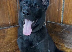 Full Working line all Black Male