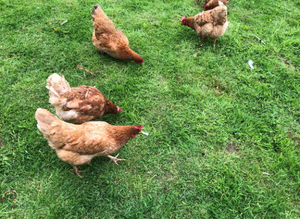 Chickens available