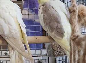 Baby Cockatiels available