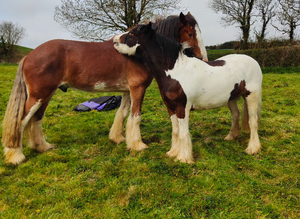 Grazing/barn wanted